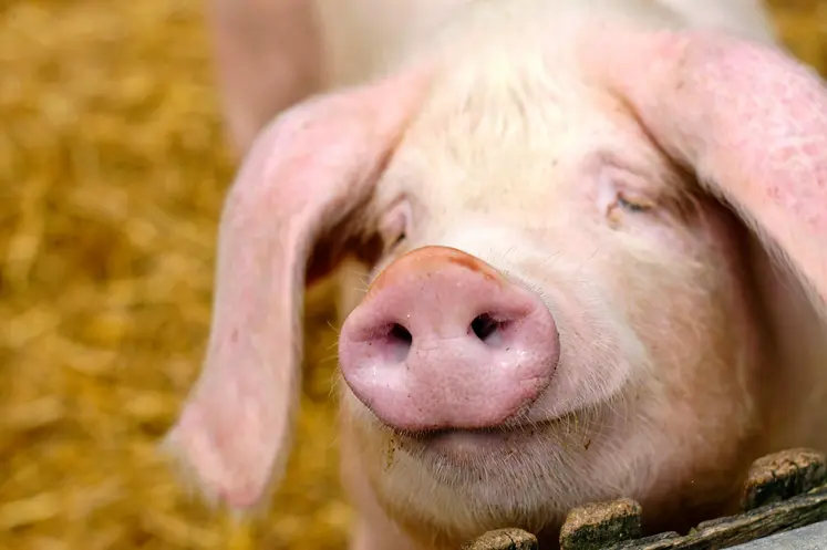 Le porc