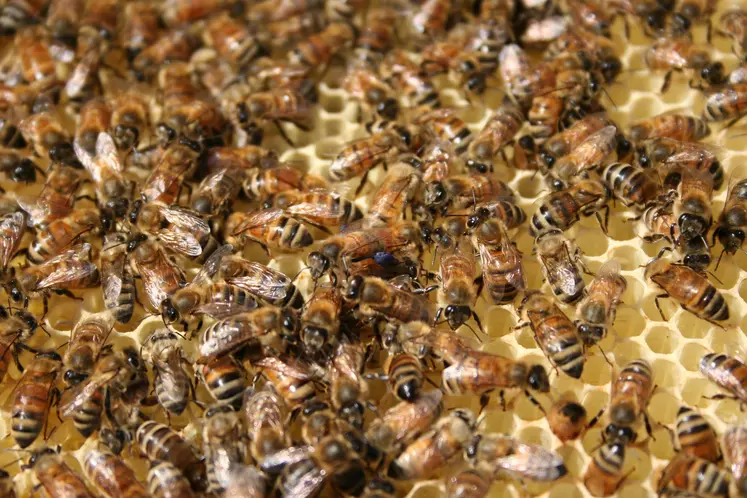 Abeilles sur des rayons de miel