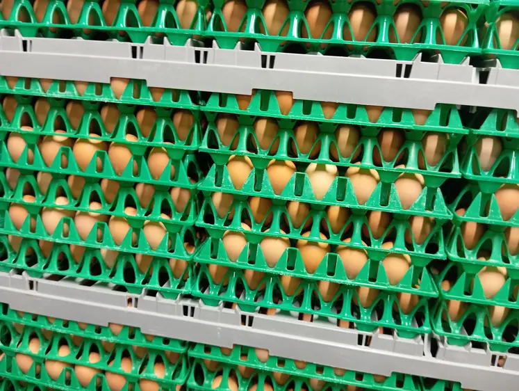 oeufs dans des alvéoles plastiques dans un centre