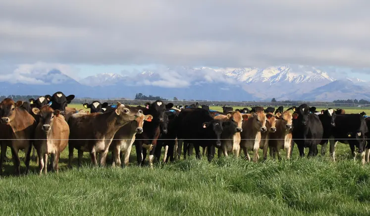 vaches dans une prairie en nouvelle zélande