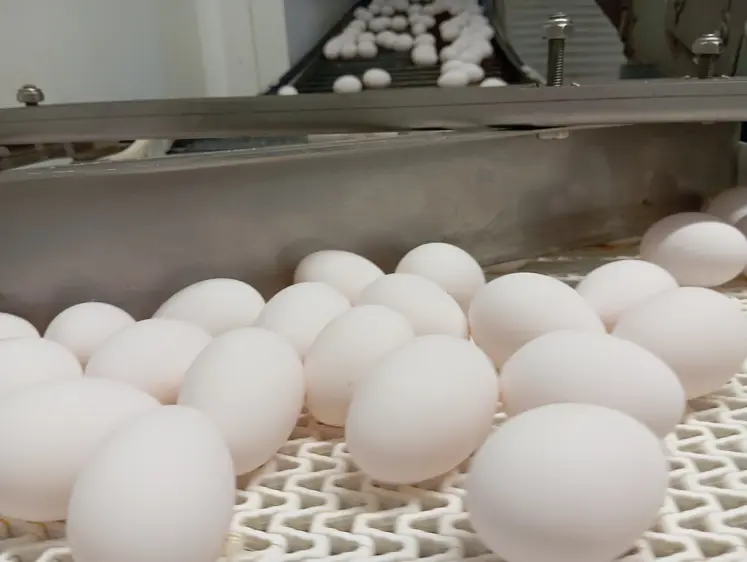 oeufs sur un tapis roulant en élevage