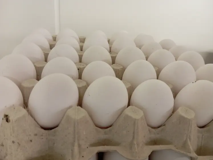 oeufs blancs sur alvéoles