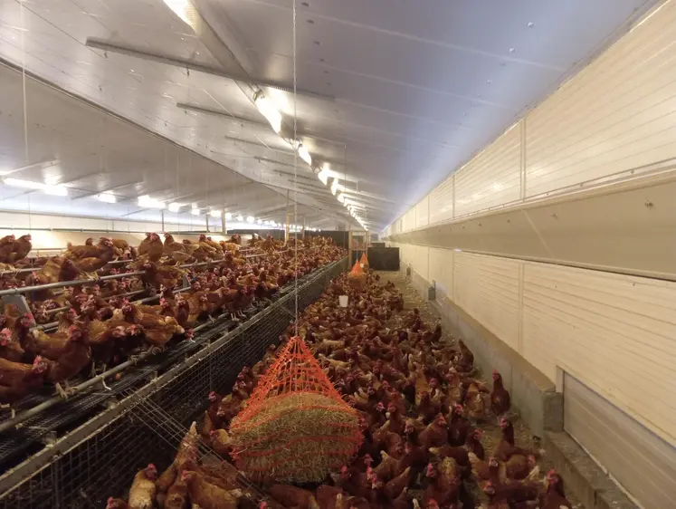 poules à l'intérieur d'un élevage