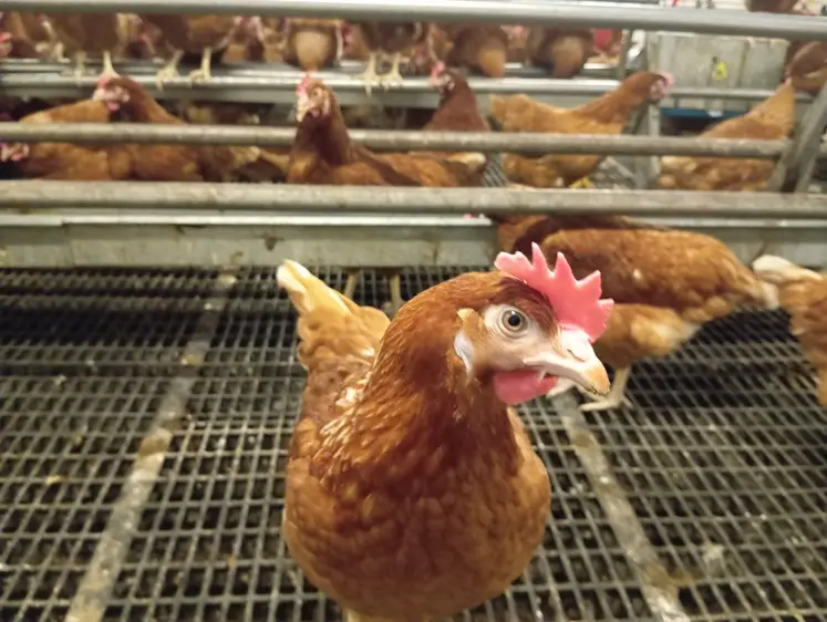 poule rousse en élevage