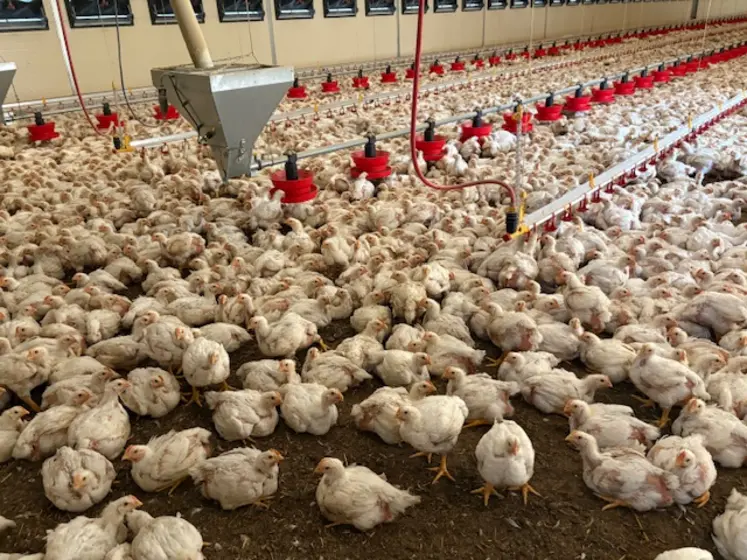 Poules standard dans un poulailler automatisé