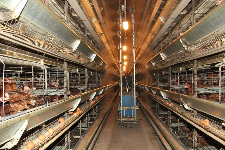 poules rousses en cage dans un élevage