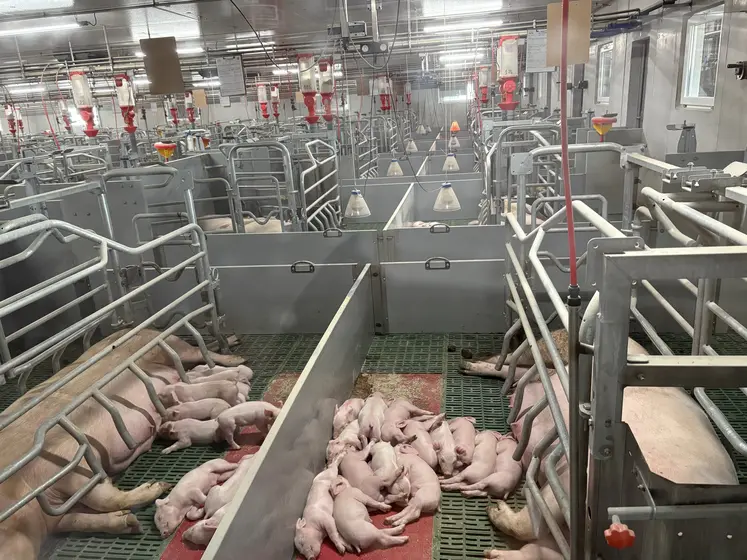 truies et porcelets en élevage