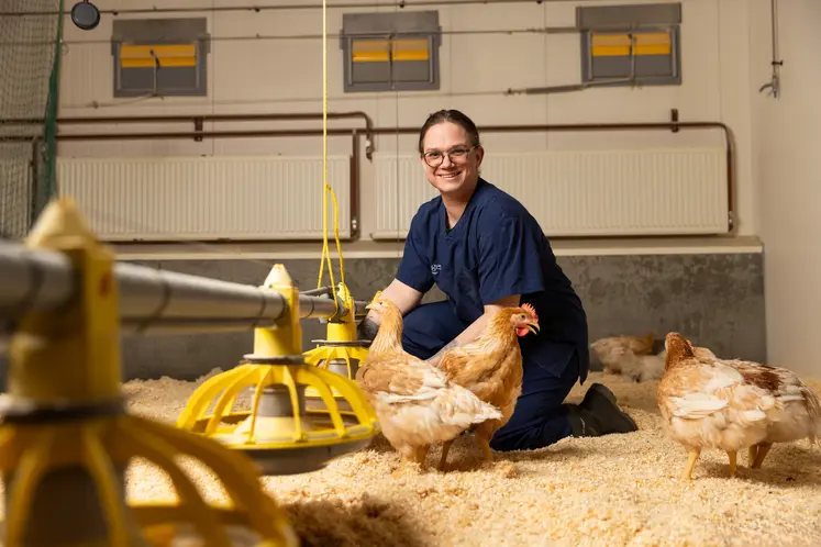 élevage de poulet avec élevurse en arrière plan