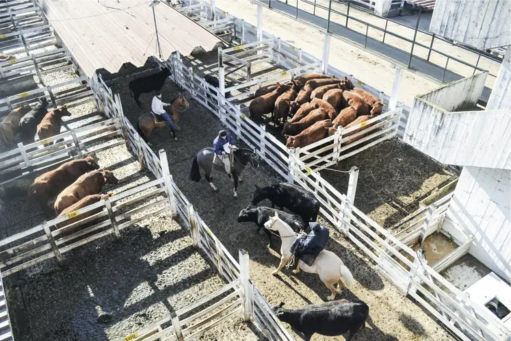 "Lot d'animaux en parc. Elevage bovin en Amérique du Sud. "