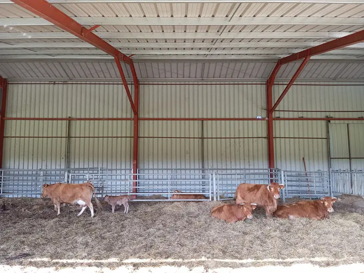 vaches limousines en étable