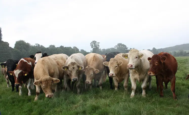 bovins dans un champ brumeux