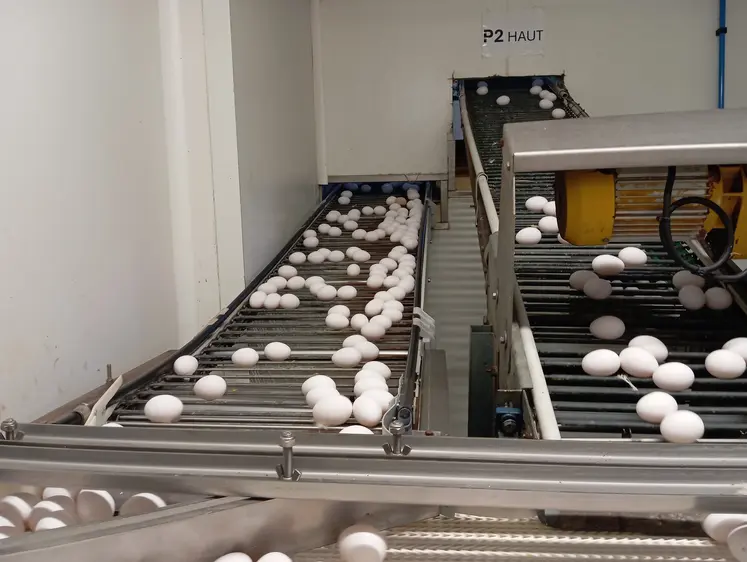 oeufs sur des tapis de circulation