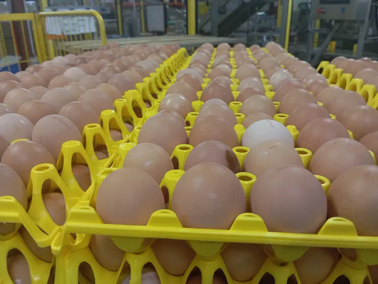 oeufs dans des emballages plastiques