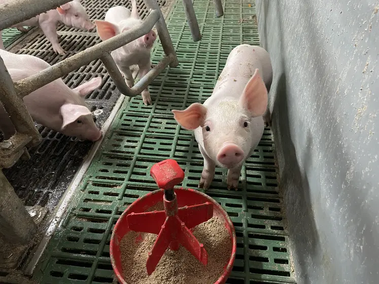 porcelet devant sa mangeoire