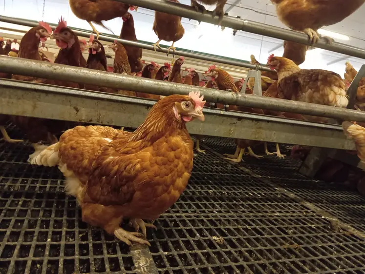 poule rousse en élevage