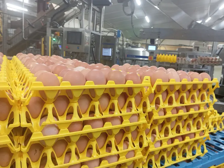 oeufs dans des alvéoles plastiques