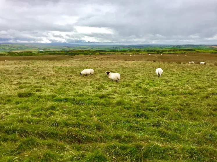 moutons dans un pré