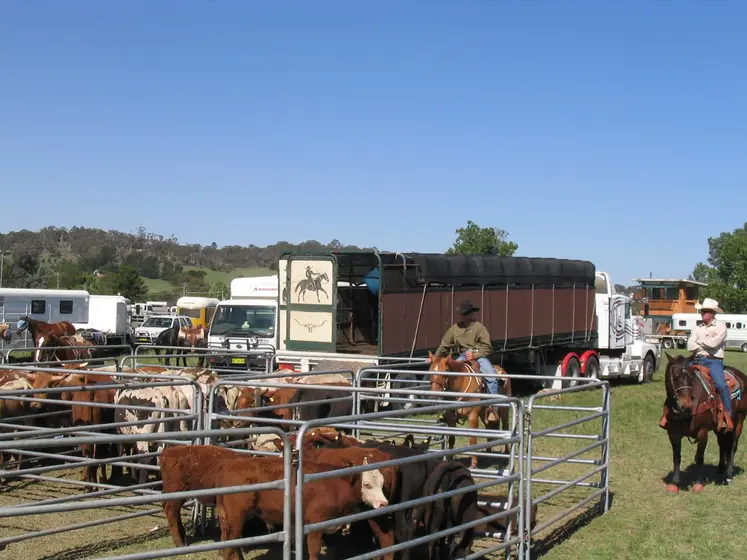cavaliers australiens avec du bétail