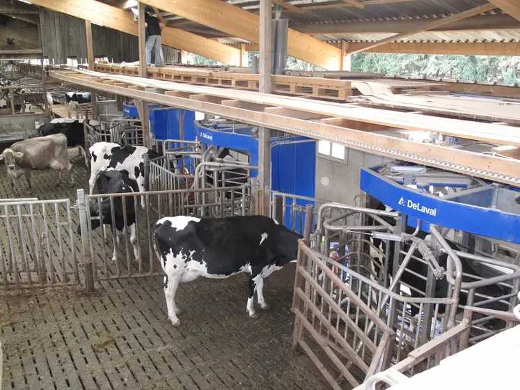 vache devant  3 robots delaval en service 