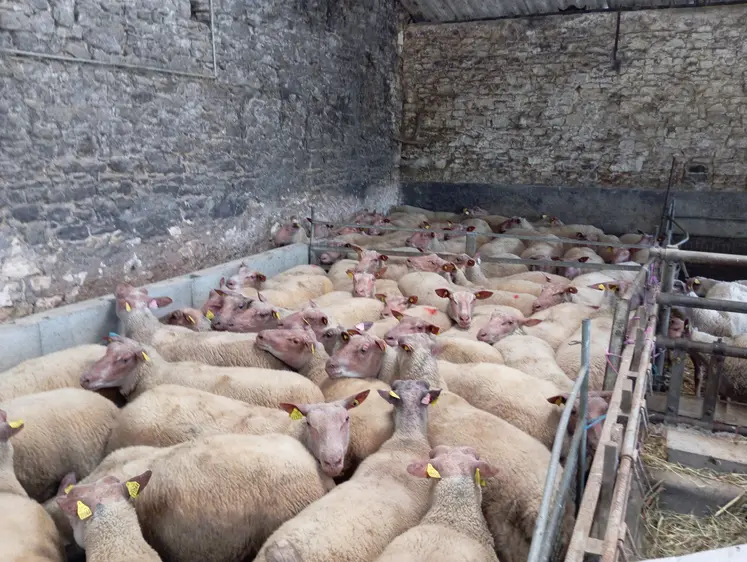 brebis dans une bergerie