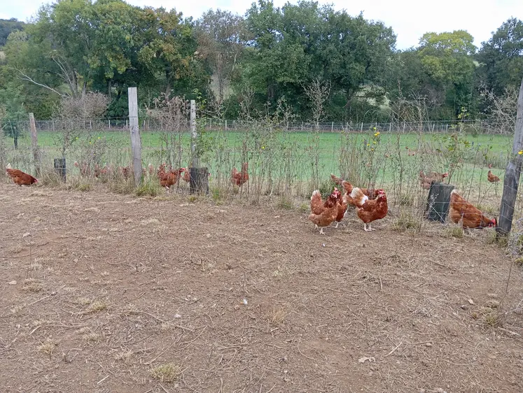 poules rousses devant des arbustes