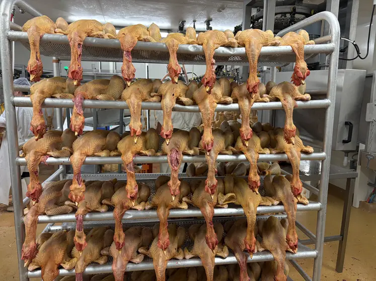 poulet en abattoir