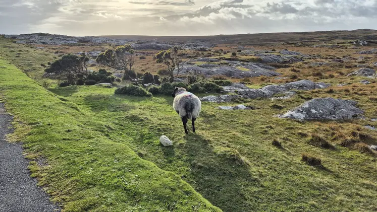 mouton dans un paysage