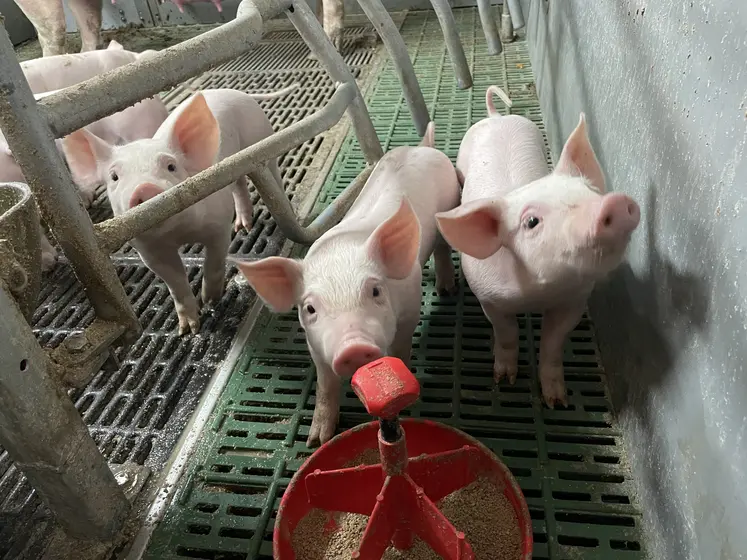 cochons en élevage