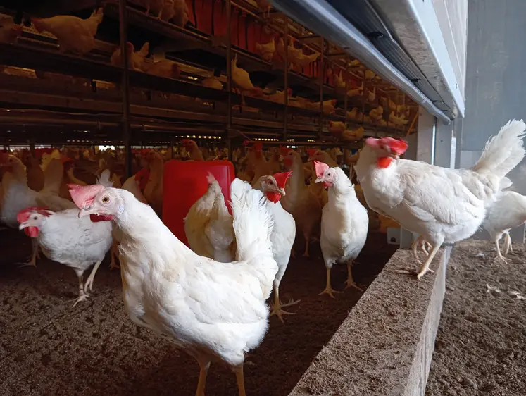 poules blanches en batiment