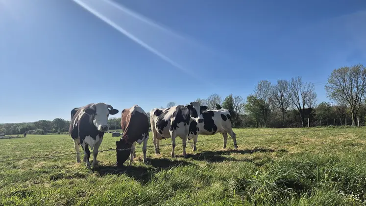 4 vaches dans un pré