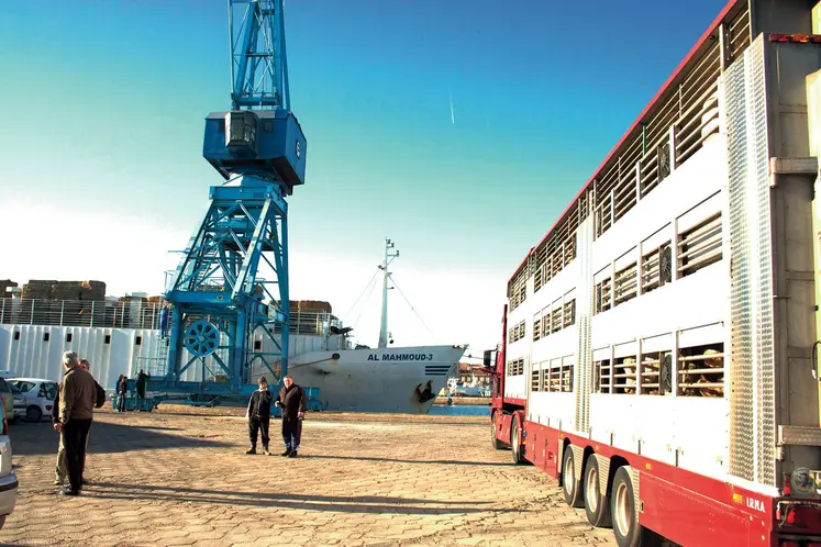 camion bétailler au port