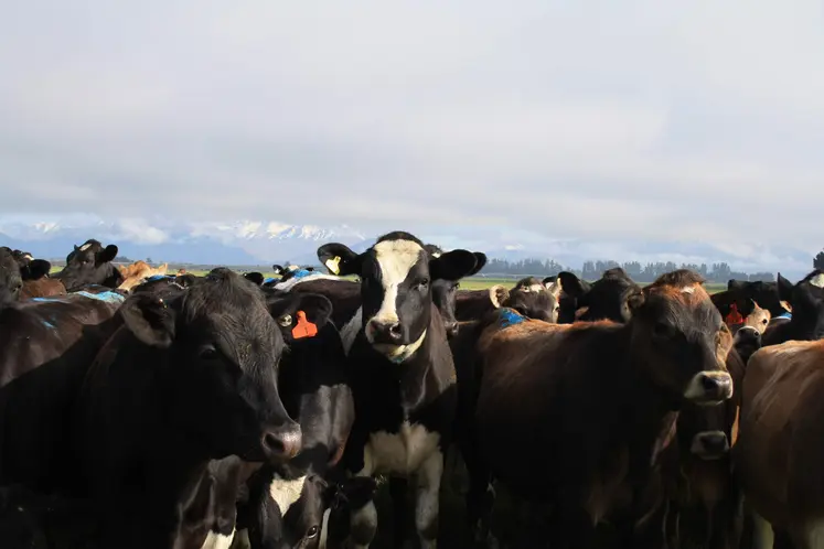 vaches 