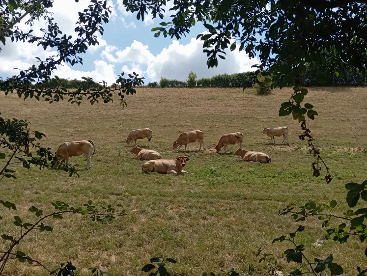 vaches dans un pré
