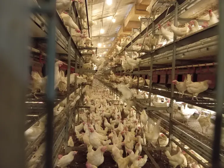 poules blanches en élevage