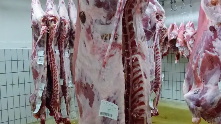 carcasse de viande