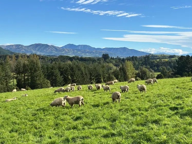 moutons dans une prairie montagneuse