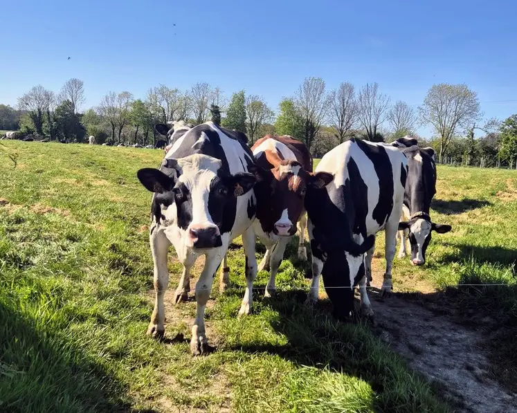 vaches prim holstein