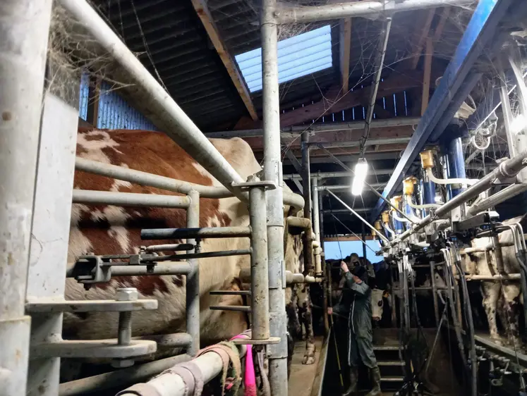 vache à la traite