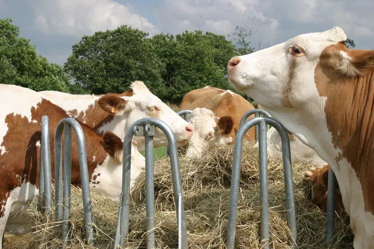 vaches simmental