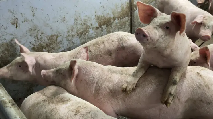 photo de cochons 