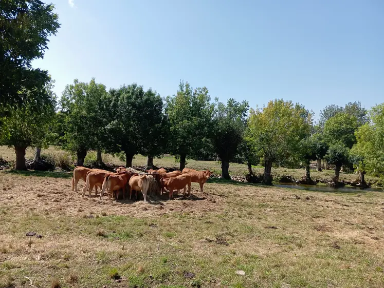 vaches dans un pré
