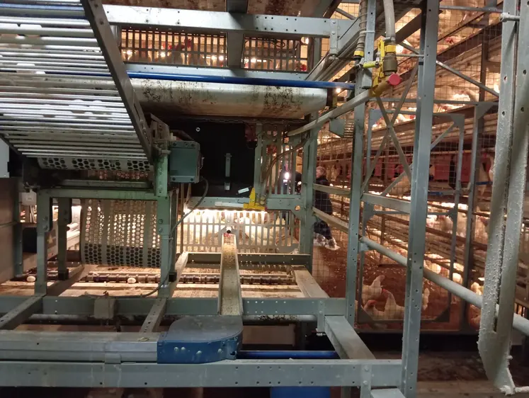 élevage de poules pondeuses