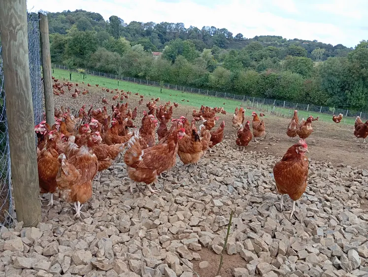 poules dehors en élevage