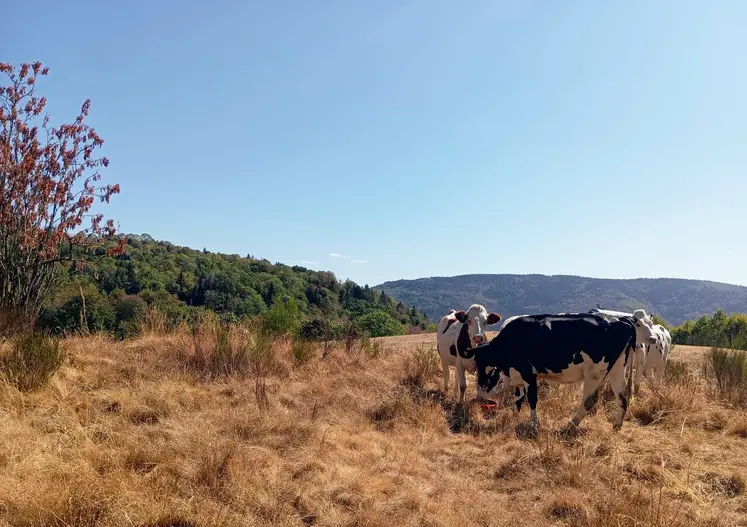 vaches dans une prairie