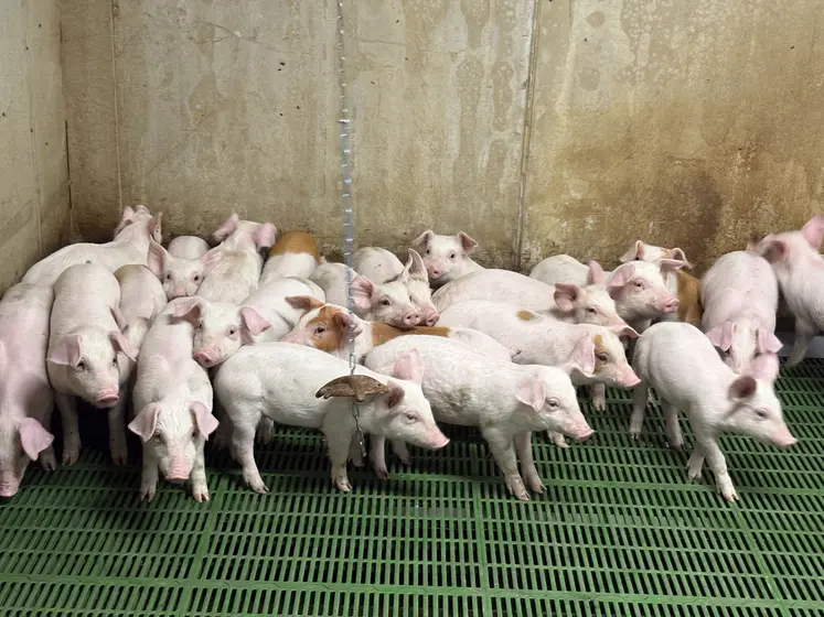 porcs en élevage