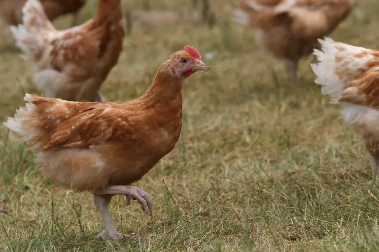 Photo d’une poule bio