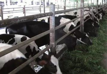 L'élevage laitier vietnamien est
jeune. En l'espace de quinze ans,
la production a été multipliée par huit
grâce au développement de fermes géantes
regroupant des milliers de vaches.