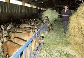 La chute brutale de la collecte reflète aussi les difficultés des producteurs.