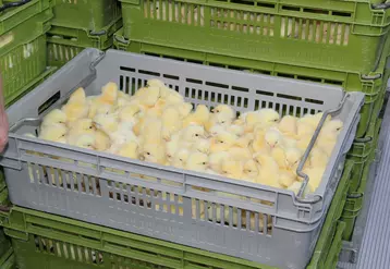 La protection contre la grippe aviaire du potentiel de production est primordiale