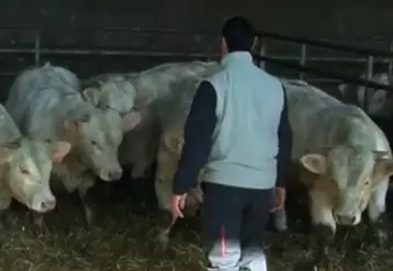 Les jeunes éleveurs de bovins de race à viande peuvent obtenir jusqu'à 70 000 euros de fonds pour s'installer.